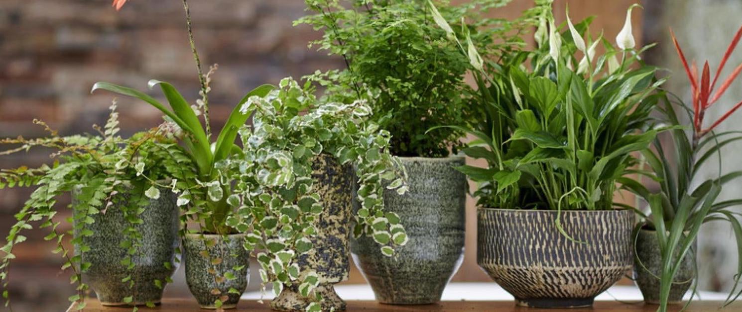 Plant Care | The Red Stable, German Village Souvenirs & Gifts!